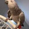 2-Year-Old Congo African Grey Parrot For Sale | Einstein - African Grey Breeders