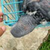 3-Year-Old Red Factor African Grey Parrot For Sale | Martin