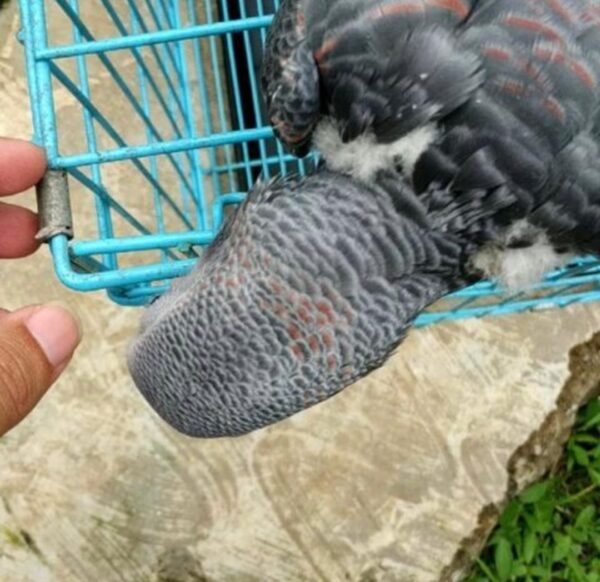 3-Year-Old Red Factor African Grey Parrot For Sale | Martin