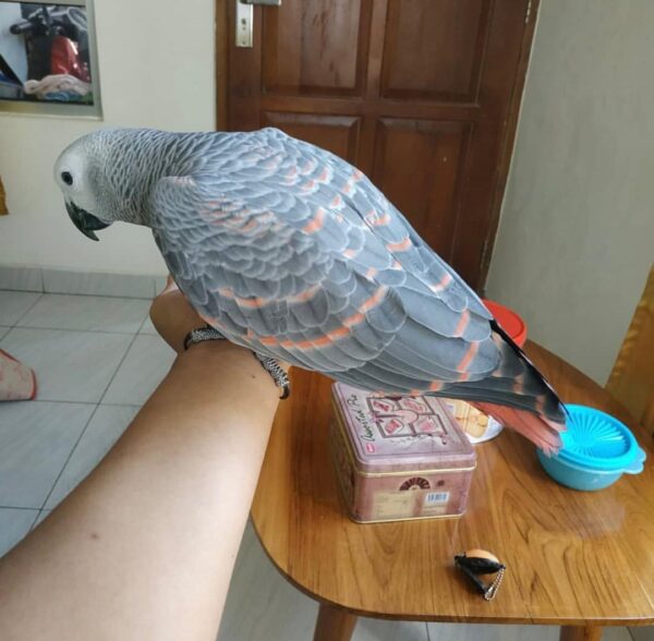 3-Year-Old Red Factor African Grey Parrot For Sale | Martin - African Grey Breeders