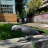 5-Year-Old Male Congo African Grey Parrot For Sale | Hawkings