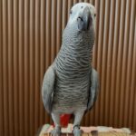 5-Year-Old Male Congo African Grey Parrot For Sale | Hawkings - African Grey Breeders