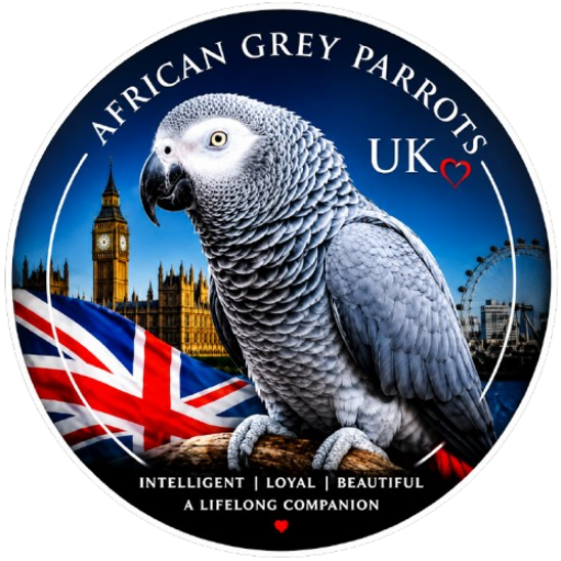 African Grey Parrots For Sale UK